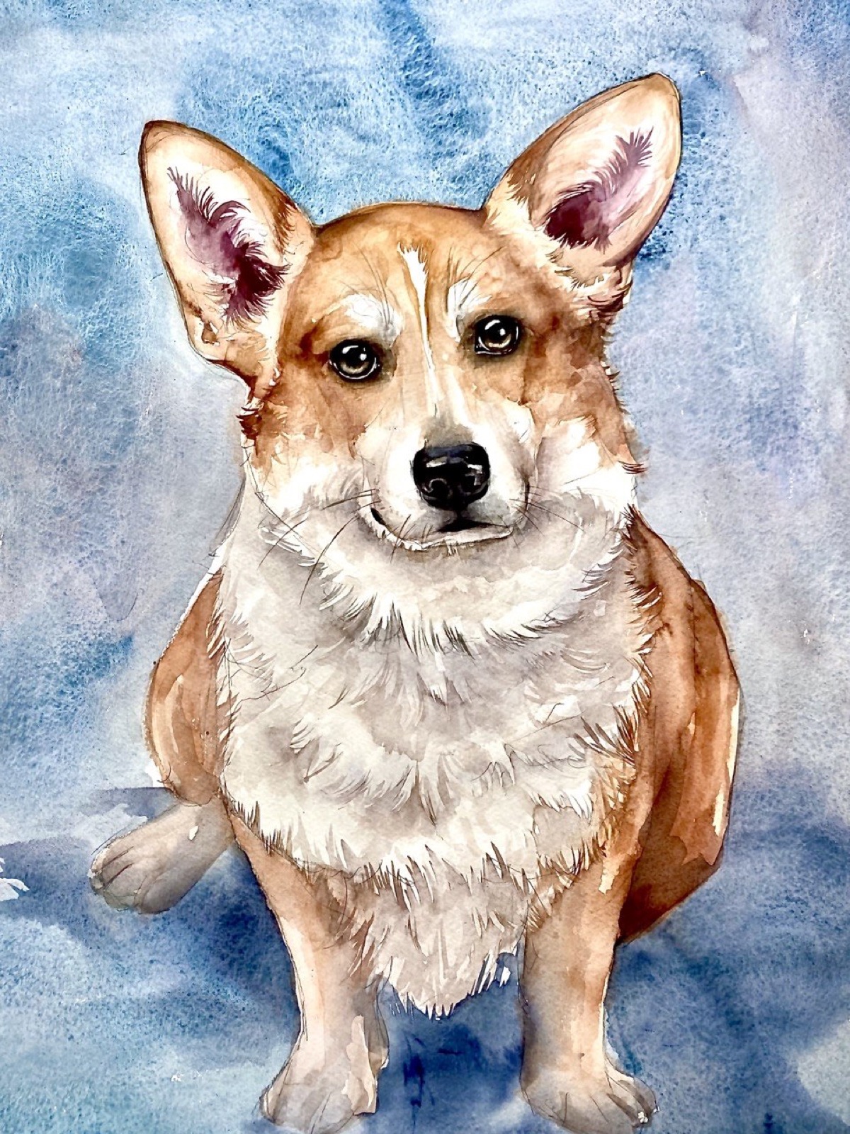 Watercolor portrait of a Pembroke Welsh Corgi sitting against a blue wash